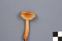 Lactarius tabidus image